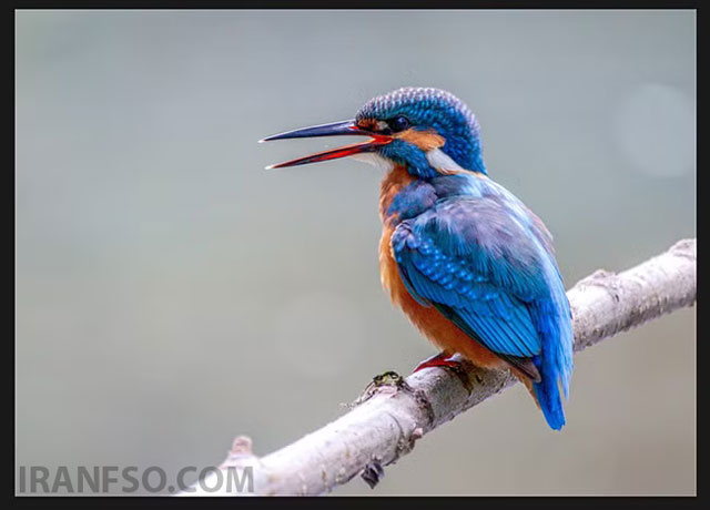 ذخیره تصویر